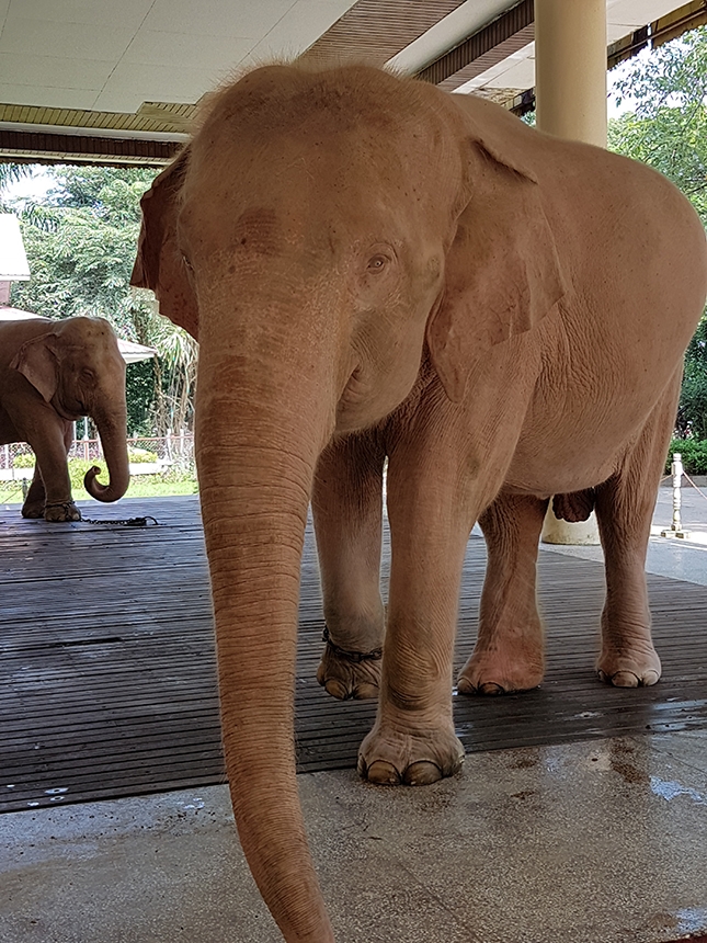 ROYAL WHITE ELEPHANT GARDEN, YANGON, MYANMAR - leading image